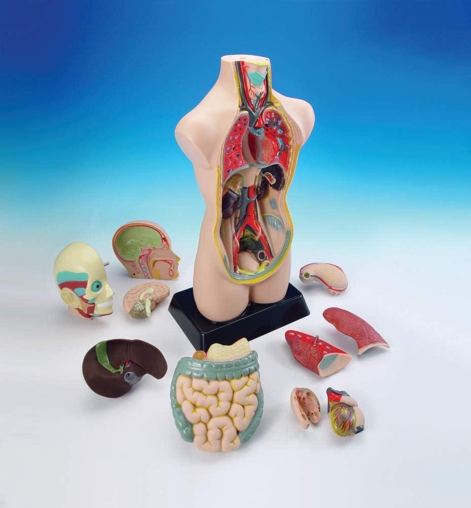 image:imagehand2mind 19 Inch Tabletop Human Torso Model Anatomically Accurate Kit 10 Removable Human Organs Anatomy Model for Kids Human Anatomy Torso Model Science School Supplies Trachea Model