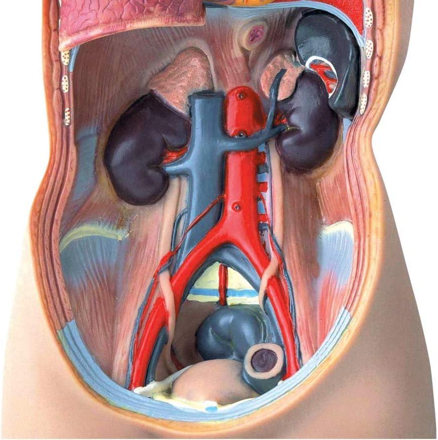 image:imagehand2mind 19 Inch Tabletop Human Torso Model Anatomically Accurate Kit 10 Removable Human Organs Anatomy Model for Kids Human Anatomy Torso Model Science School Supplies Trachea Model