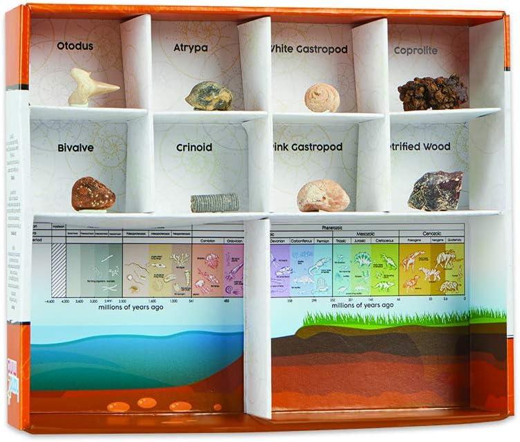 image:imagehand2mind Dig amp Display Fossil Dig Kit Fossil Display Case 8 Real Fossils to Uncover Dig Kits for Kids Fossil Digging Kit for Kids Excavation Kit for Kids Fossil Science Archeology Kits
