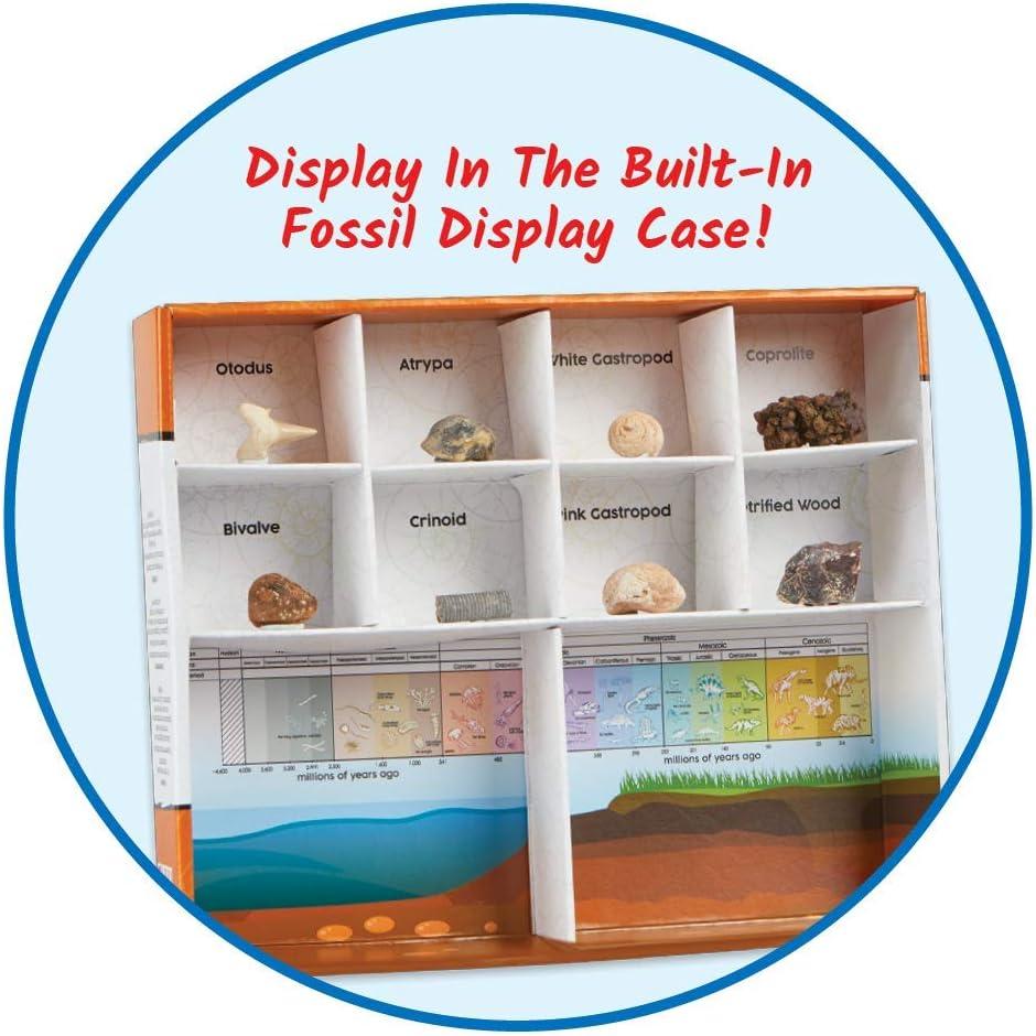 image:imagehand2mind Dig amp Display Fossil Dig Kit Fossil Display Case 8 Real Fossils to Uncover Dig Kits for Kids Fossil Digging Kit for Kids Excavation Kit for Kids Fossil Science Archeology Kits