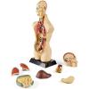 hand2mind 19 Inch Tabletop Human Torso Model, Anatomically Accurate Kit, 10 Removable Human Organs, Anatomy Model for Kids, Human Anatomy Torso Model, Science School Supplies, Trachea Model