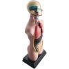hand2mind 19 Inch Tabletop Human Torso Model, Anatomically Accurate Kit, 10 Removable Human Organs, Anatomy Model for Kids, Human Anatomy Torso Model, Science School Supplies, Trachea Model
