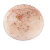 hand2mind Corning Lab Petri Dishes, Polystyrene Petri Dish, Lab Dishes, Science Test Supplies, Lab Equipment, Chemistry Science Supplies, School Lab Supplies, Teacher Supplies (Pack of 25)