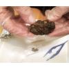 hand2mind Large Barn Owl Pellets, Large Owl Pellets for Dissection, Owl Pellet Kit for Kids, Science Classroom Supplies, Montessori Materials (Pack of 50)