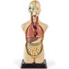 hand2mind 19 Inch Tabletop Human Torso Model, Anatomically Accurate Kit, 10 Removable Human Organs, Anatomy Model for Kids, Human Anatomy Torso Model, Science School Supplies, Trachea Model